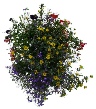 hanging basket