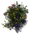 hanging basket